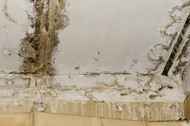 Best Asbestos and Lead Testing During Mold Inspection  in Loomis, CA