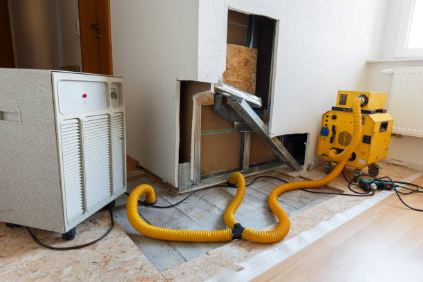 Professional Mold Removal in Loomis, CA