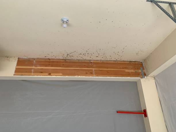 Best Mold Documentation for Insurance Claims  in Loomis, CA